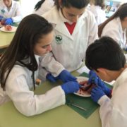 Heart dissection_2017_18 (6)