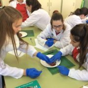 Kidney dissection 3rd ESO (4)